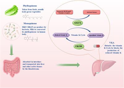 The Relationship Among Intestinal Bacteria, Vitamin K and Response of Vitamin K Antagonist: A Review of Evidence and Potential Mechanism